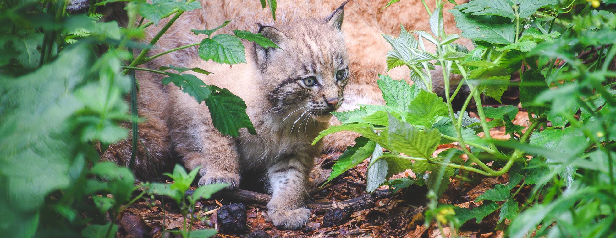 Lacuniacha bebé lince